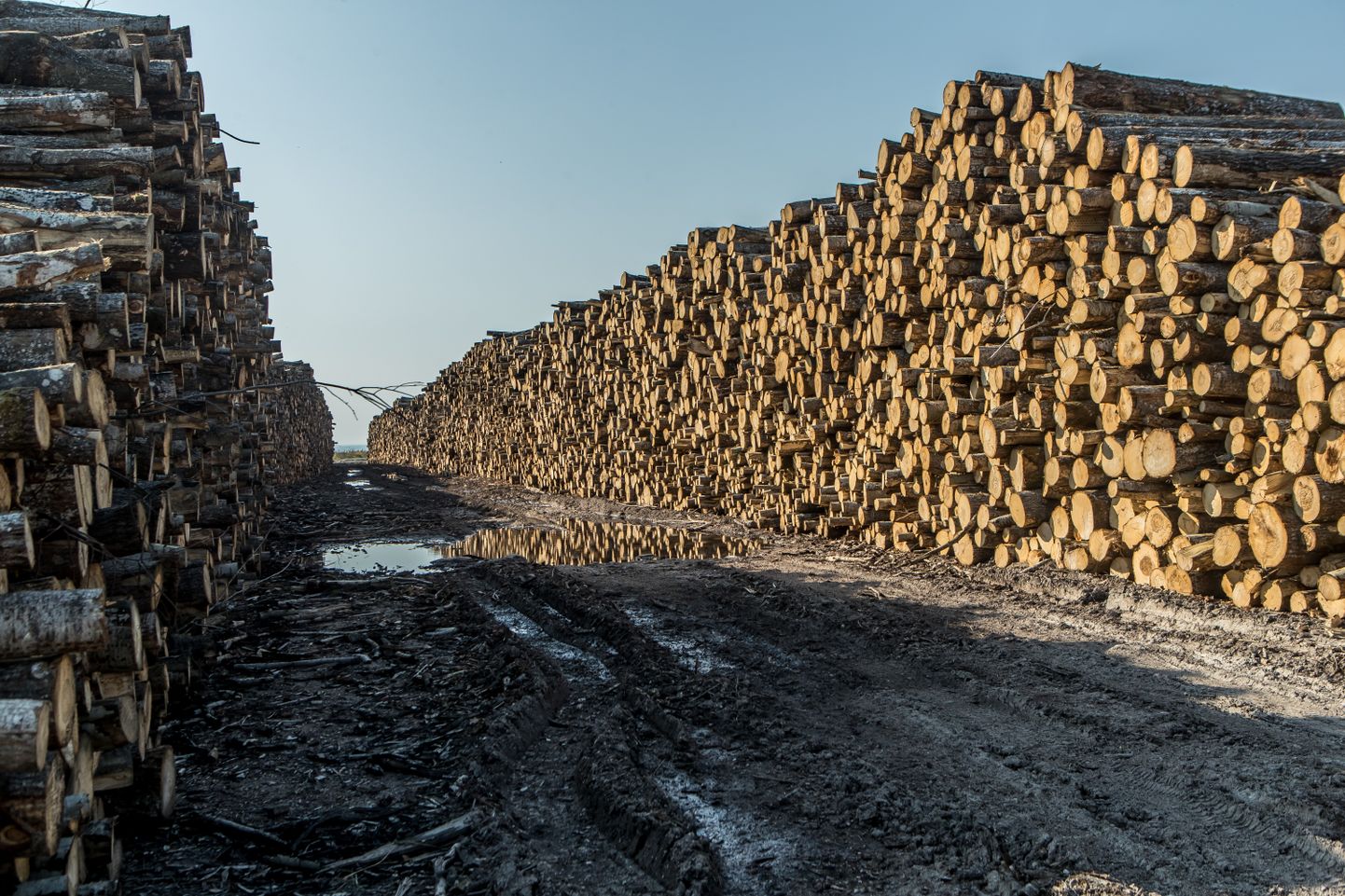 2018. aastal raiuti Saaremaal riigimetsa 337 hektaril ja saadi 77149 tihumeetrit puitu.