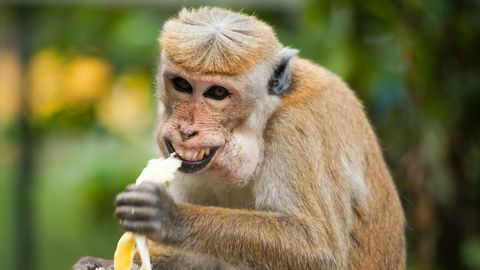 NEW SCIENTIST ⟩ Metsik avastus: ahvide ja inimeste evolutsioonipusles sai paika uus tükk