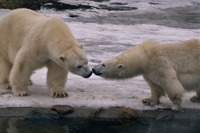 Таллиннский зоопарк подтвердил радостную новость о белых медведях Фрийде и  Распи
