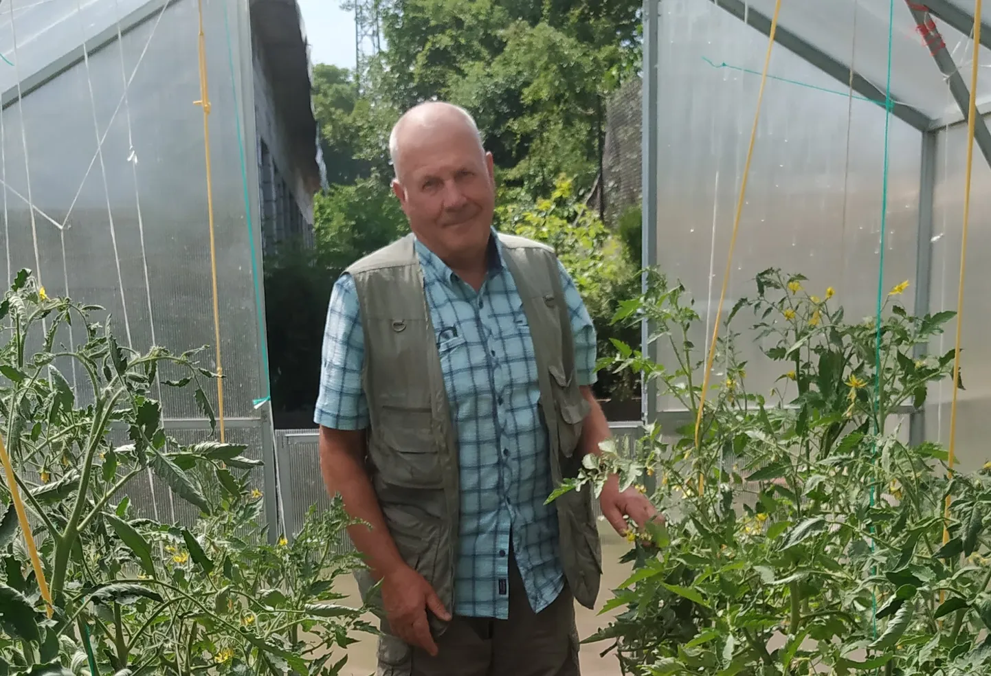Опытный садовод и огородник Лев Пылкин объяснил, что скрученные листья на томатах не предвещают ничего страшного для будущего урожая.