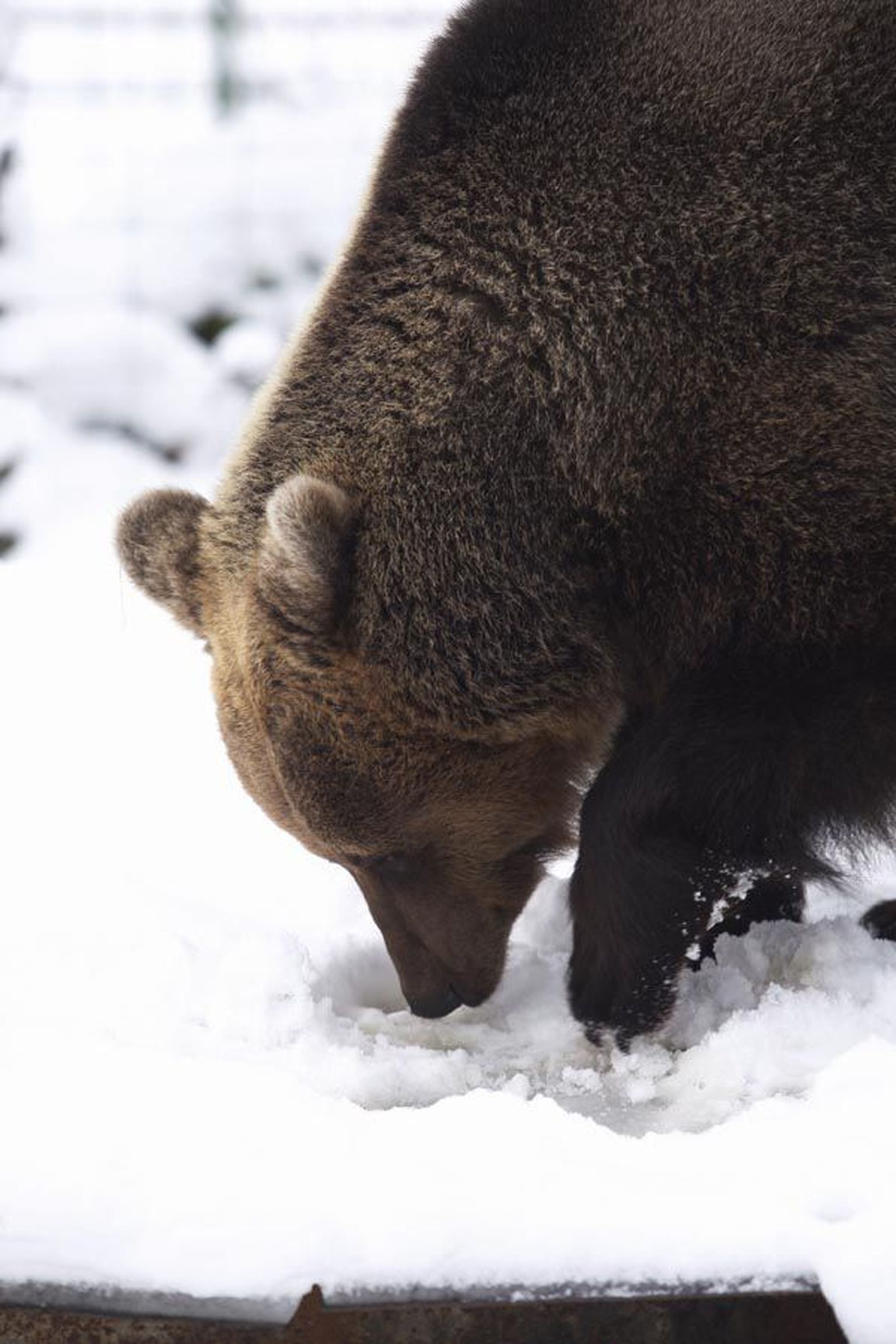 Liigsoojadel talvedel juhtub, et karu ärkab taliuinakust. Pilt on tehtud Elistvere loomapargis.