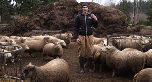 Sander Punamäe lambafarmis eksperimendi jaoks lambaid valimas. See pole «Roberti» võte. 