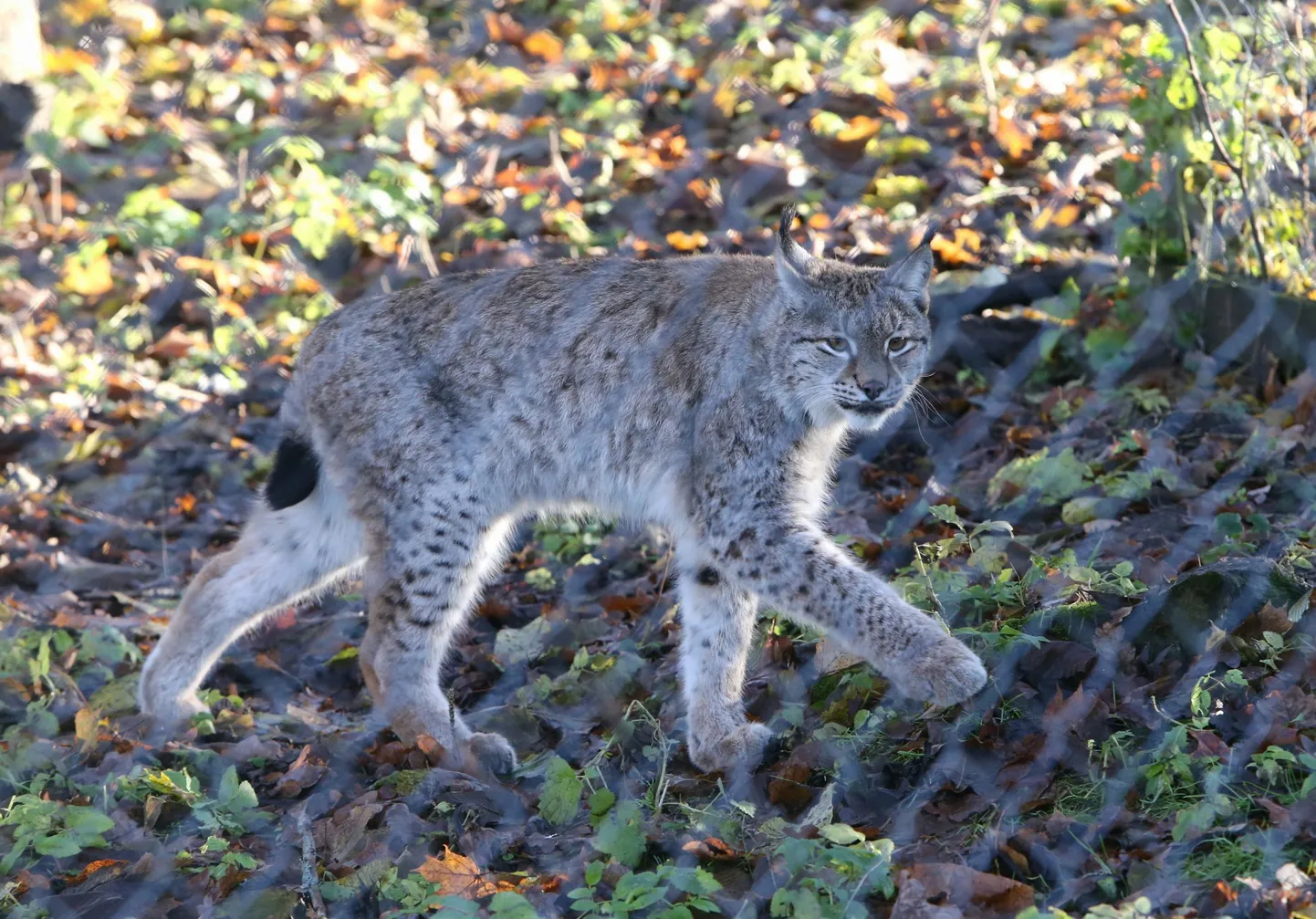 Ilves Elistvere loomapargis. Foto on illustreeriv.