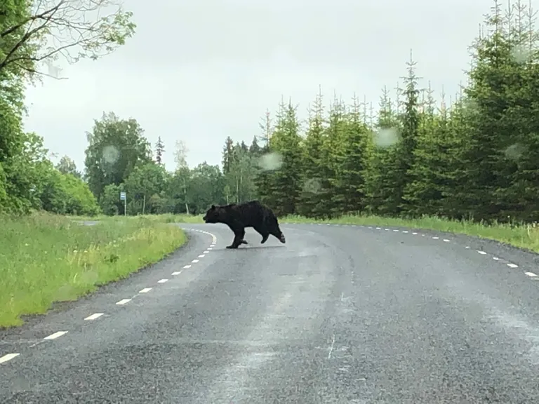 Reede pärastlõunal kihutas Heimtali kandis lisaks neljarattalistele karu.