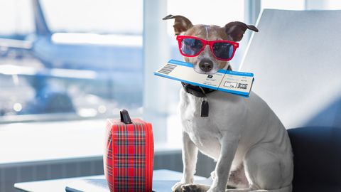 Летающие собаки: авиакомпания запустила чартерные рейсы для четвероногих клиентов