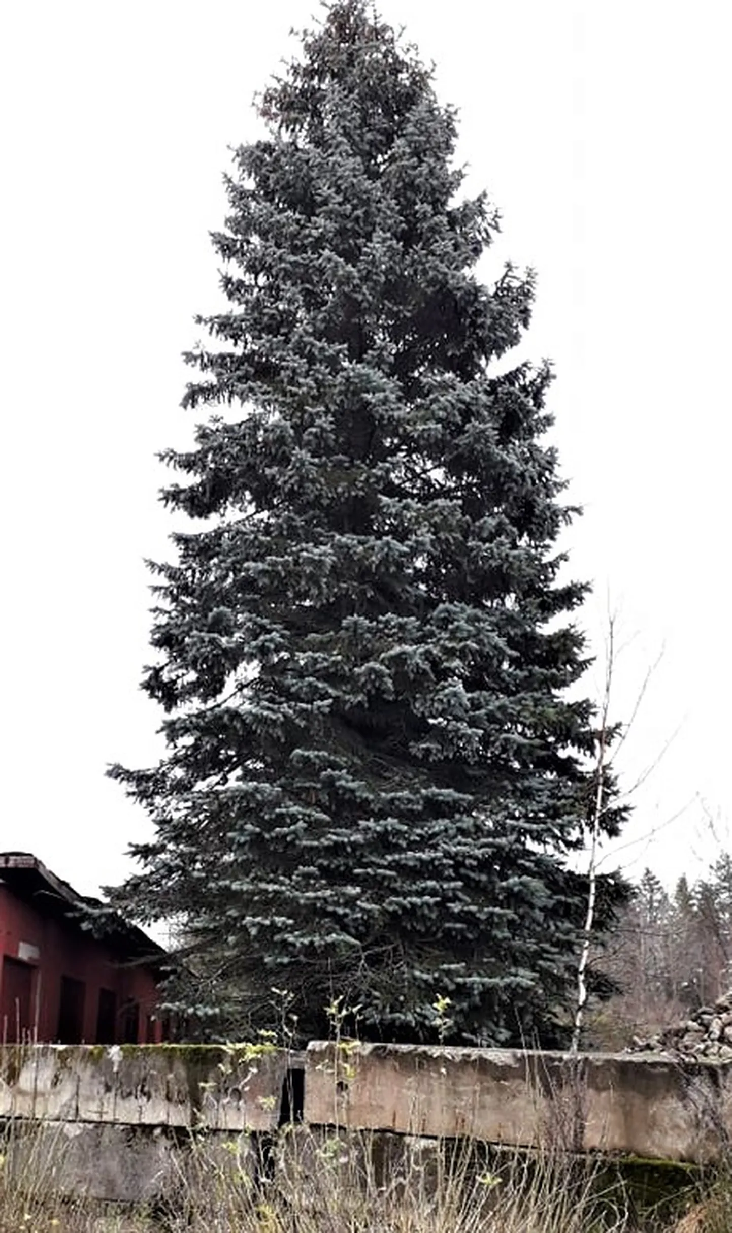 Valga jõulupuu