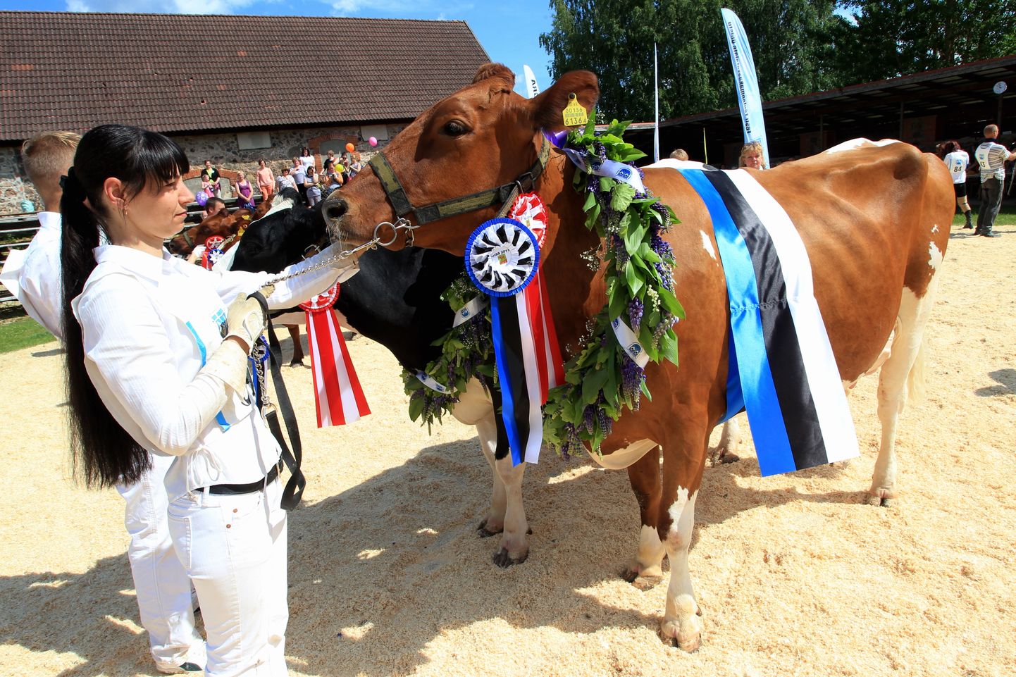 Möödunud aastal kuulutati konkursi kauneimaks punast tõugu lehmaks Tartu Agro loom Marga.