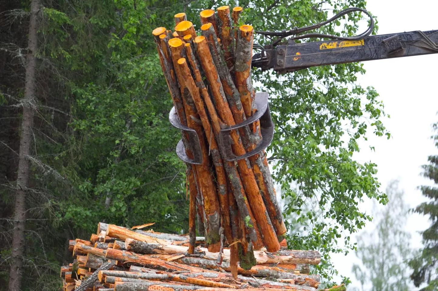 Kliimaeesmärgid mõjutavad ka metsandust, mille fookuses terved ja kestlikud metsad,