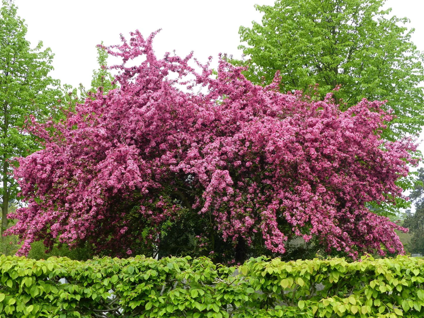 Divirbuļu vilkābele, Crataegus laevigata