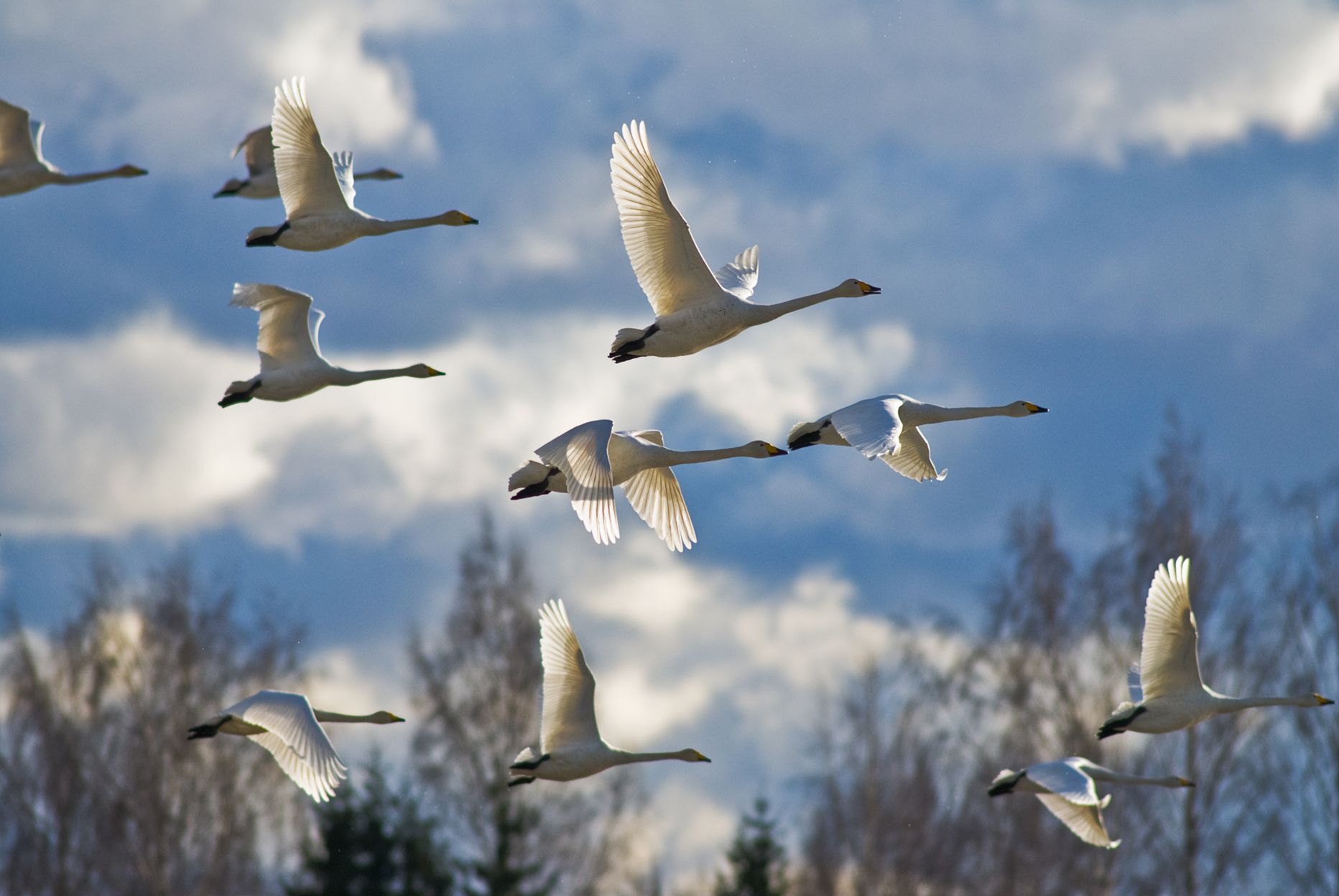 Ветряные турбины в Латвии: лишь сейчас разрабатывается руководство по ...