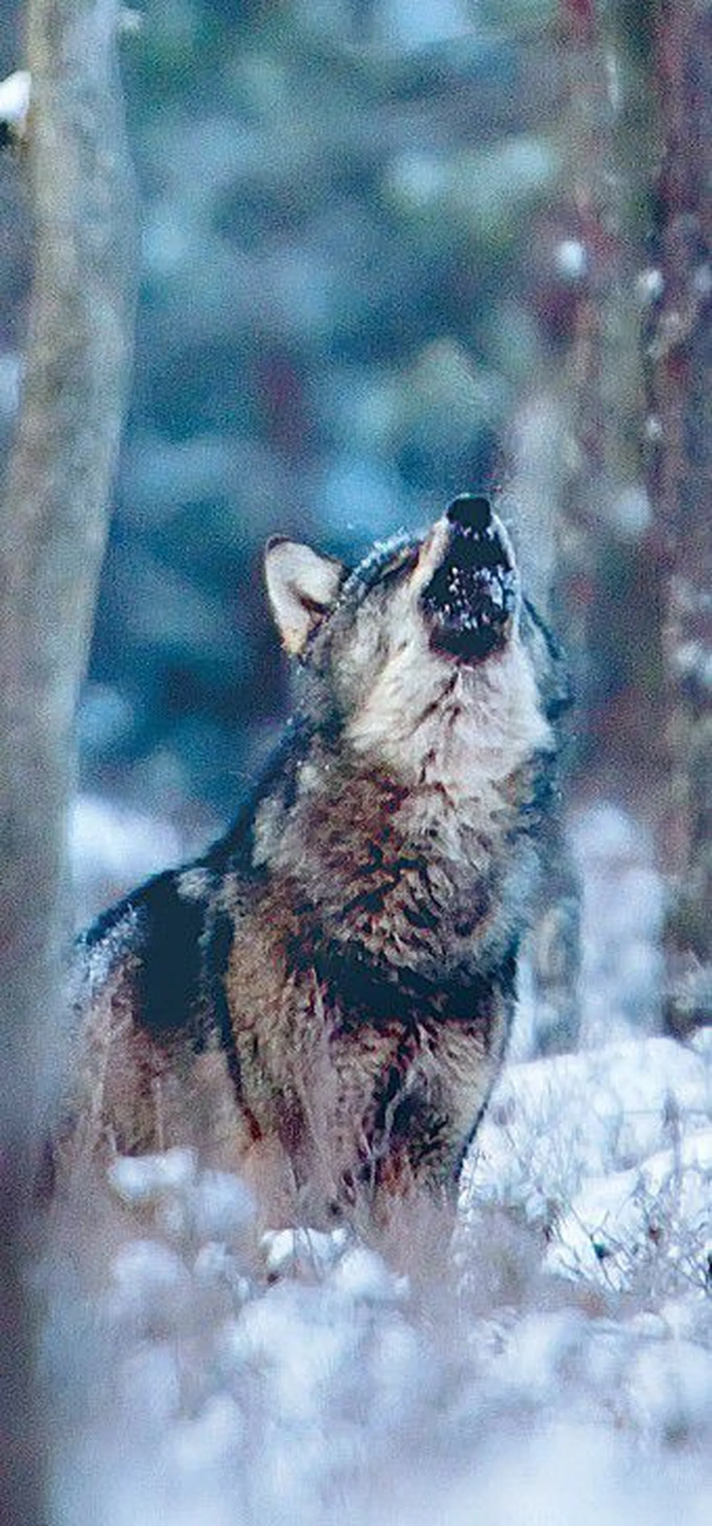 По мнению ученых, из-за недостоверной методики невозможно точно определить численность волков в эстонских лесах.