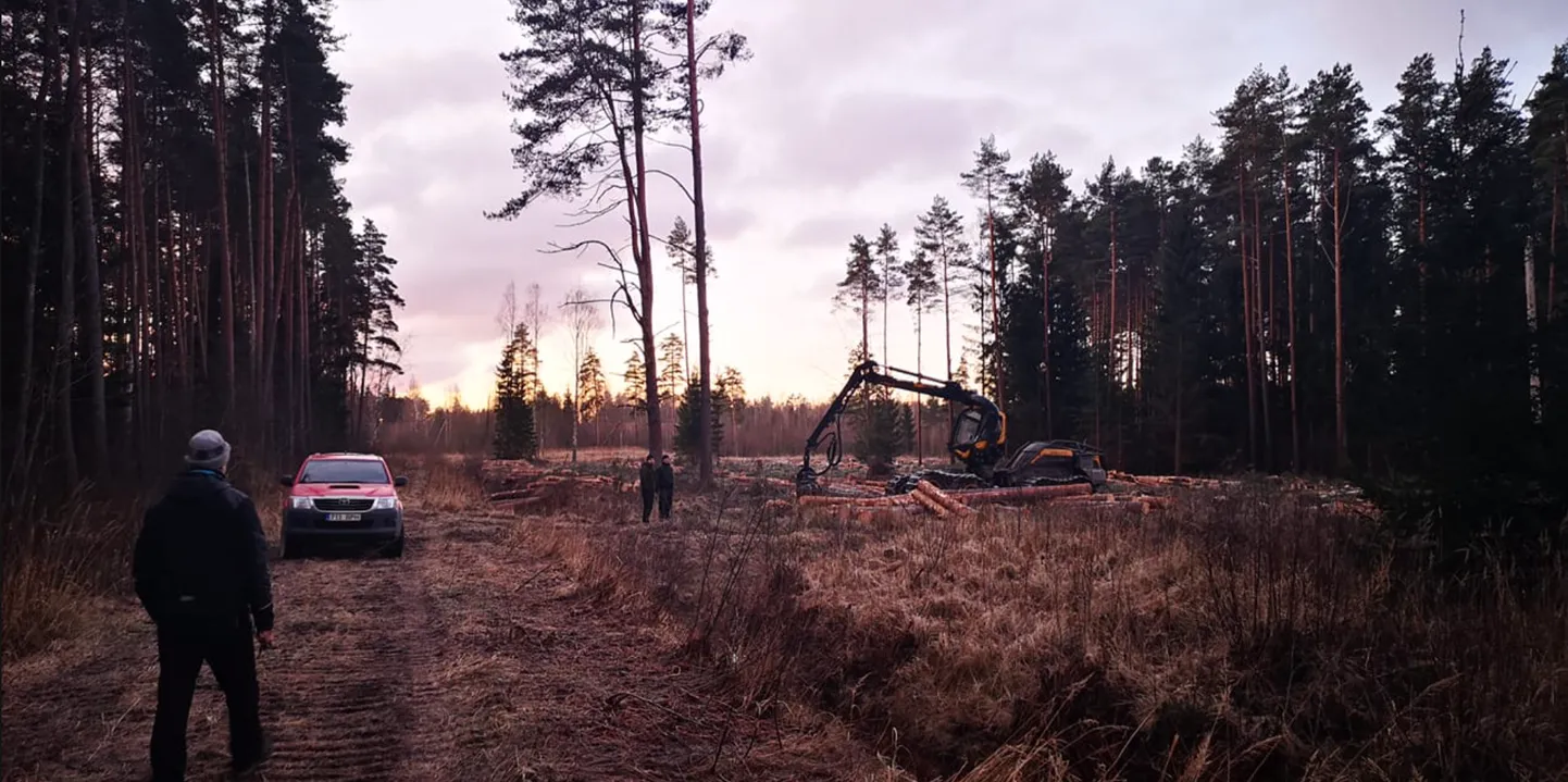 Pärnumaal peatati täna raietegevus kanakulli pesapaiga lähedal.