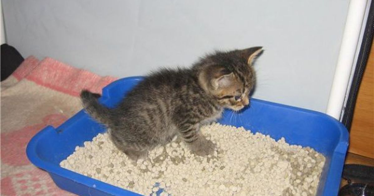Приучение котенка к лотку. Наполнитель для лотка. Как приучить котенка к лотку мальчика легко и быстро. Как приучить котёнка к лотку. Сколько приучают котенка к лотку.