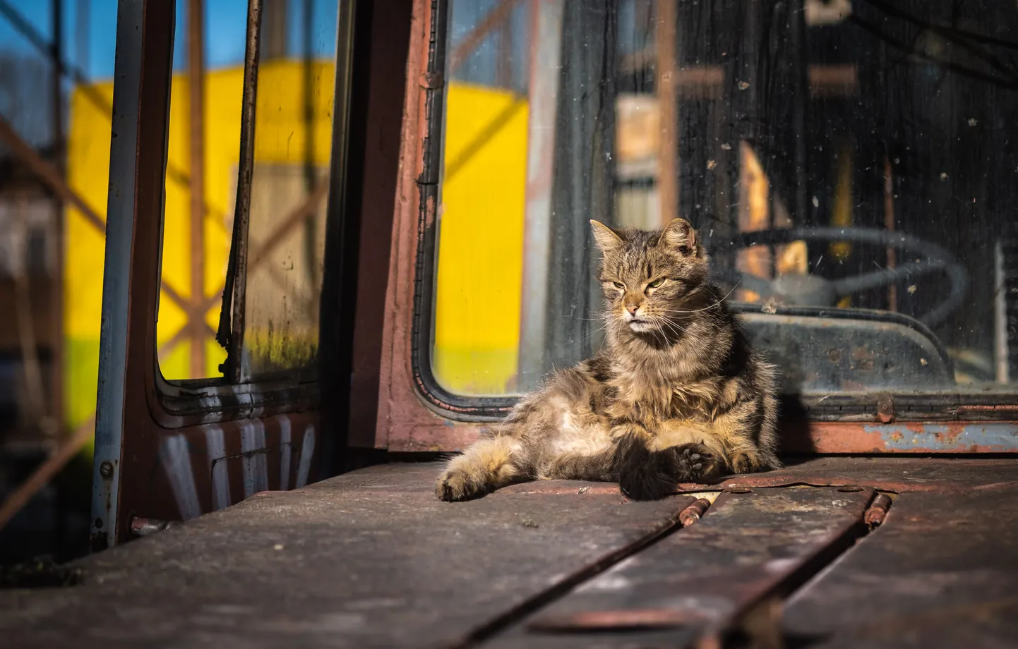 Кот.