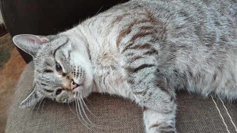 Street Cat Sonja Awaits Forever Home After Year in Foster Care