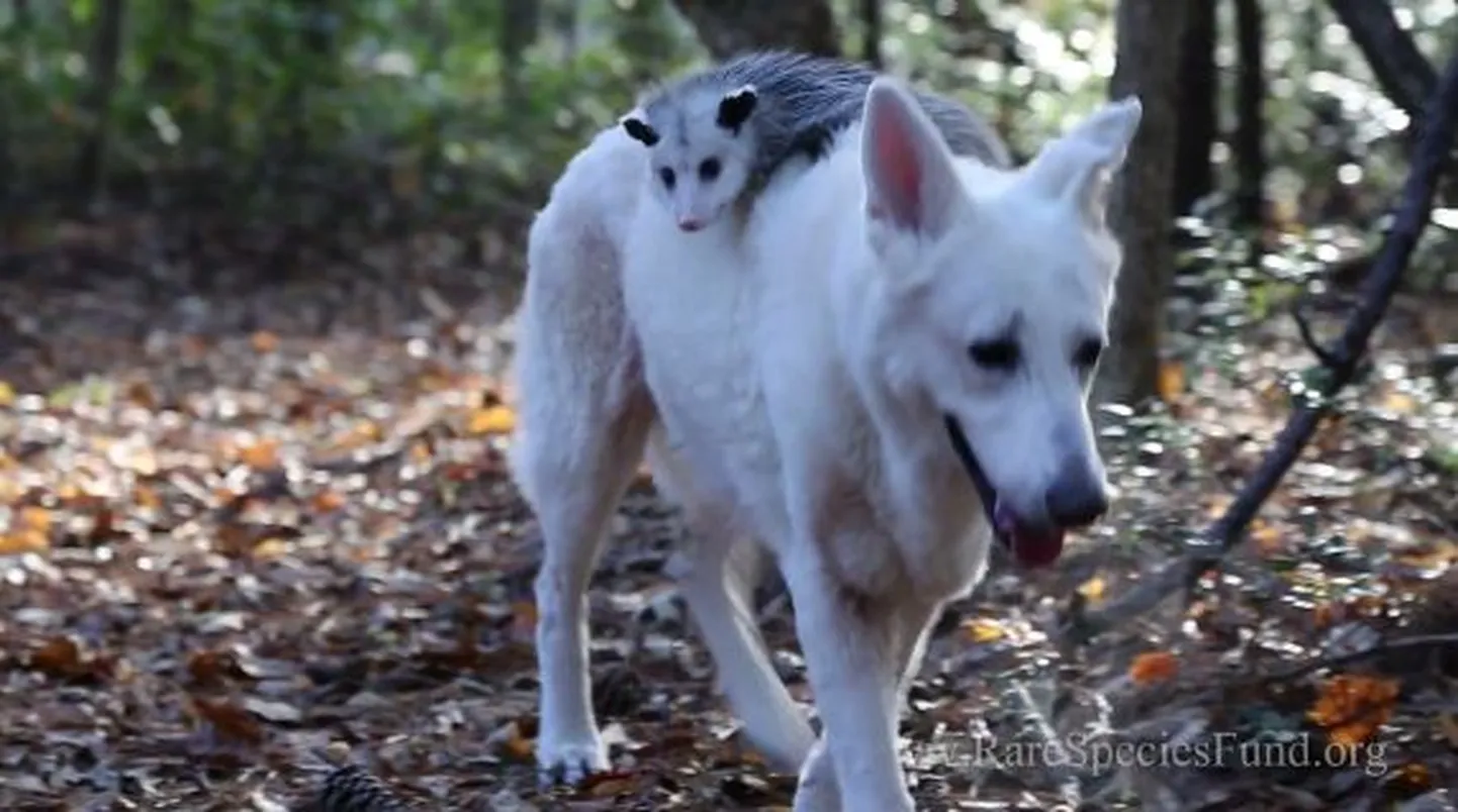 Koer Hantu kannab heal meelel ka täiskasvanuks saanud opossum Poncot oma turjal