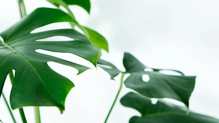 Monstera