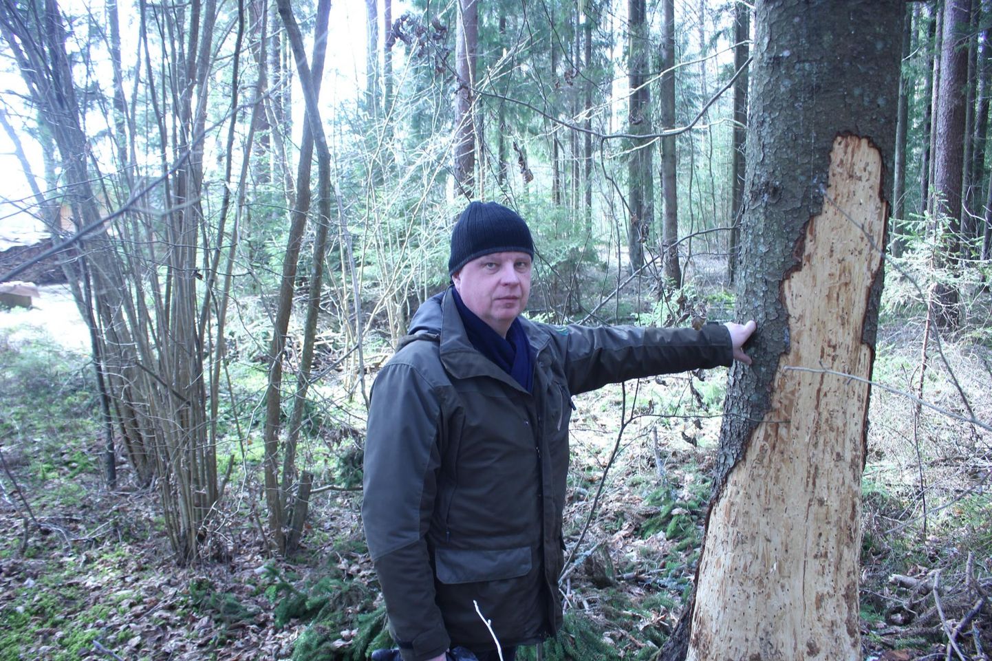 Üks kõnealune metsatükk asub kohe RMK Valga kontori kõrval. Valgamaa metsaülem Risto Sepp näitabki seal puud, mis tuleb kindlasti maha võtta.