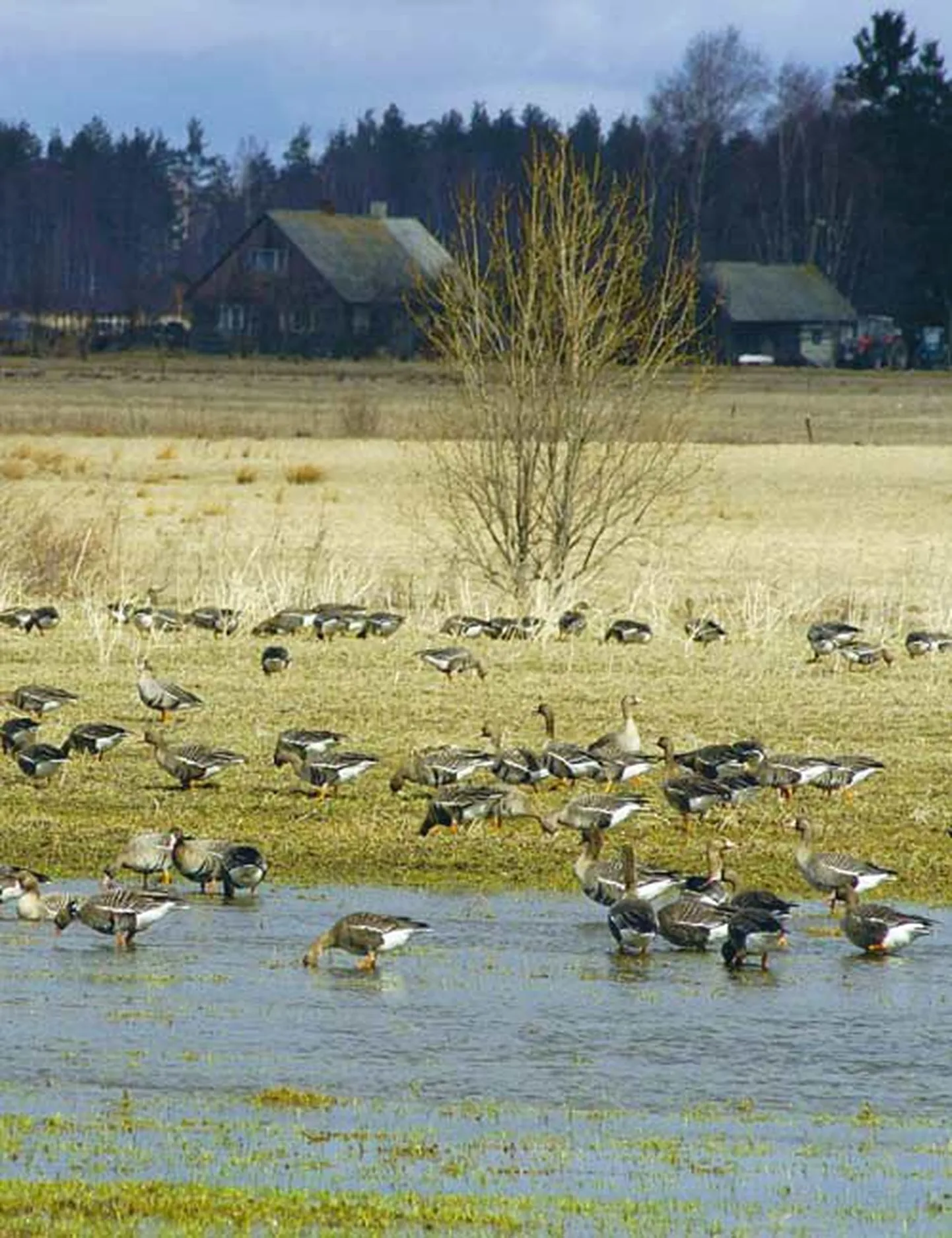 Metshaned Pärnumaa põllul. Kevade puhul Eestisse naasnud rändlindudelt õnneks üle maa­ilma hirmu tekitanud linnugrippi leitud pole.