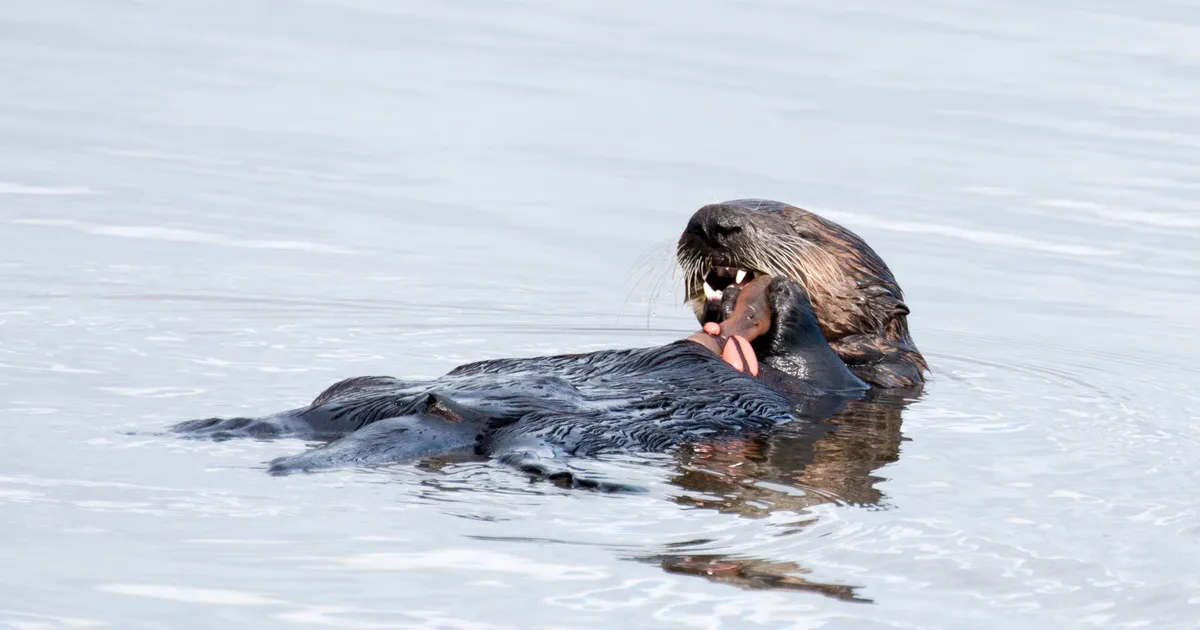 Urmărește videoclipul ⟩ Vidrele de mare știu să folosească instrumentele