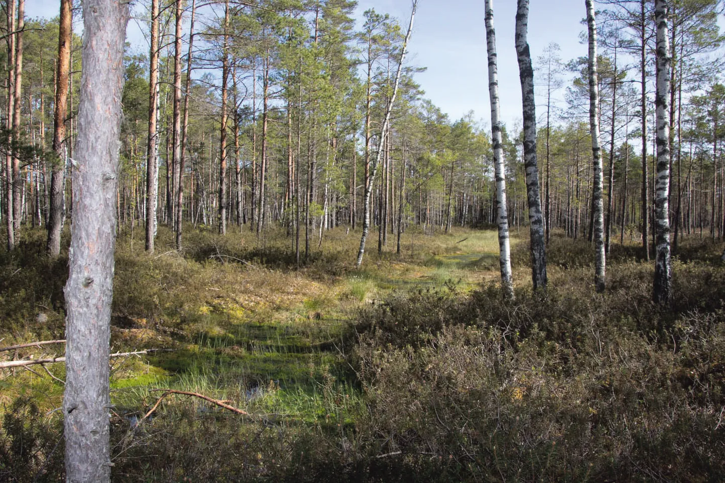 Meelva soos on näha jälgi kunagistest kuivenduskraavidest, kuid nüüd on seal alustatud soo veerežiimi taastamistöödega.