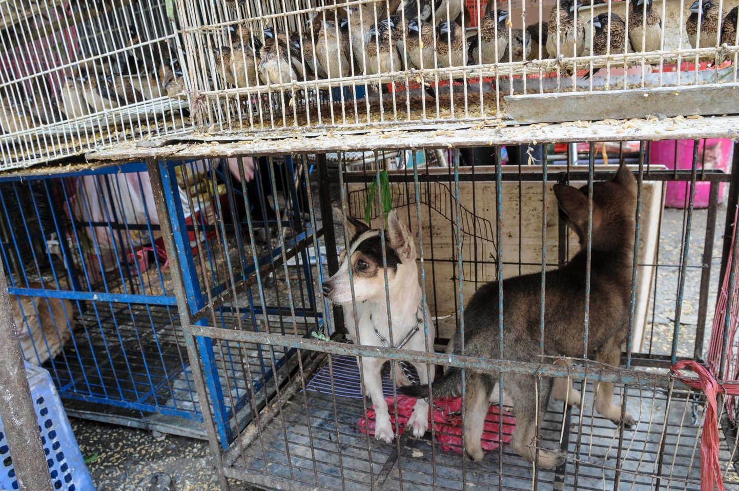 Koerad, kassid ja linnud müügiks Vietnamis Hanoi loomaturu