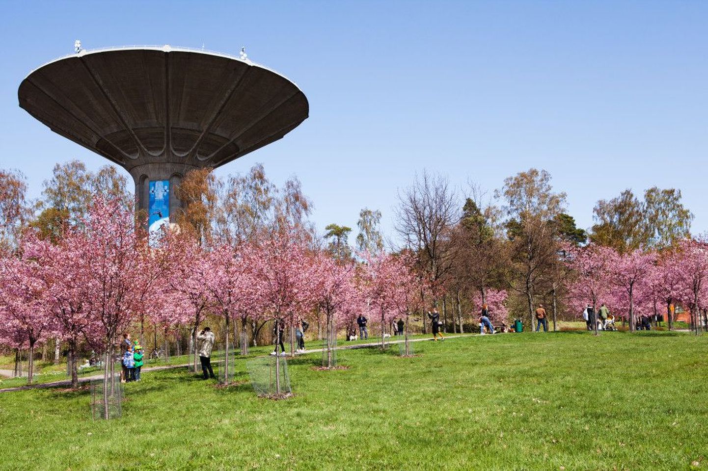 Roihuvuori Kirsipargi õiteilu 2014 aasta kevadel