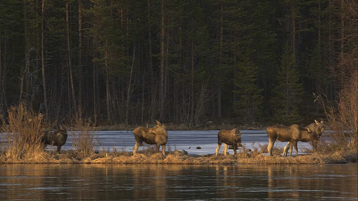 SVT kaamera ette jäänud põdrad Põhja-Rootsis Junseles.