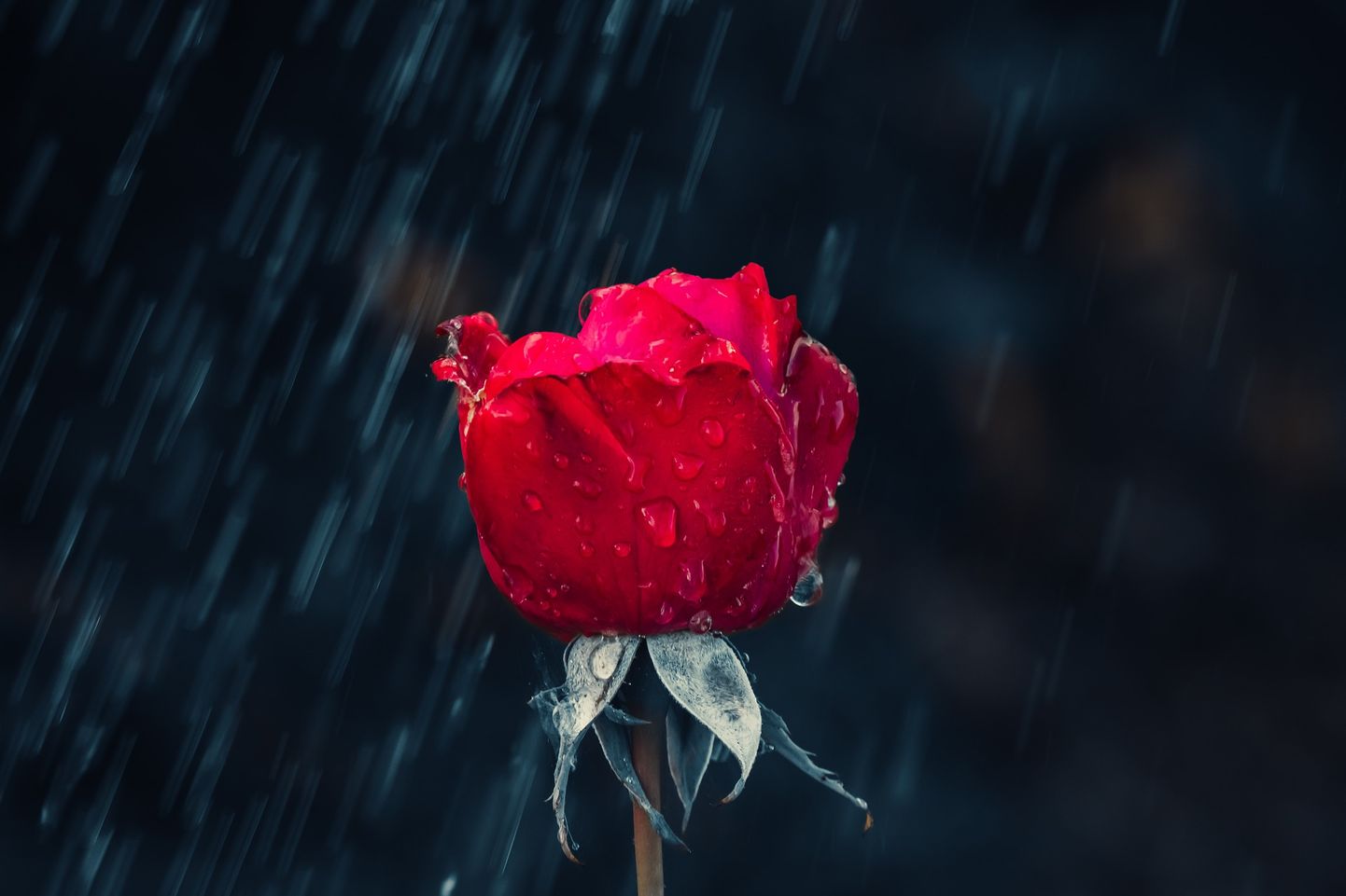 Роза под дождем. Иллюстративное фото.