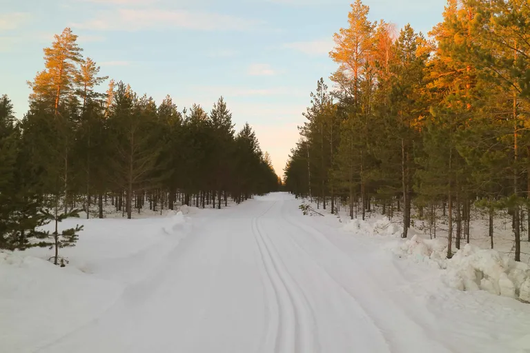 Maaliline Alutaguse maratoni maastik