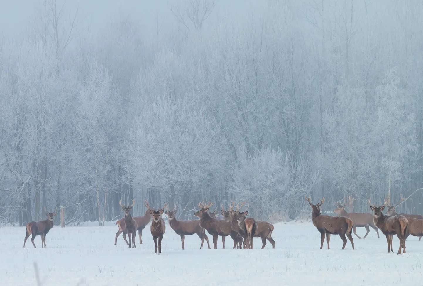 Valgamaa, 22.01.2019


Külm ilm pakkus looduses kauneid vaateid.
Hirved karjas. 

Foto: Arvo Meeks / Lõuna-Eesti Postimees