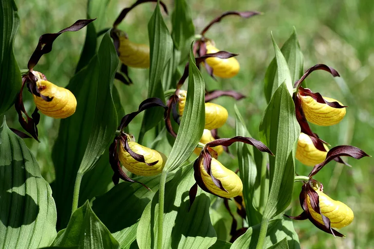 Dzeltenā dzegužkurpīte (Cypripedium calceolus).