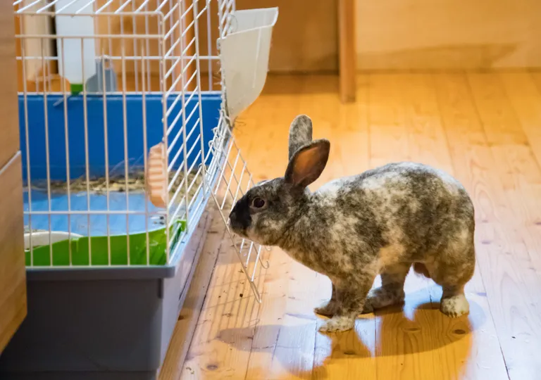 Jänes Karamellišokolaad peab puuri oma turvapesaks. Kui tal suhtlemisest isu täis, hüppab ta ise sinna sisse.