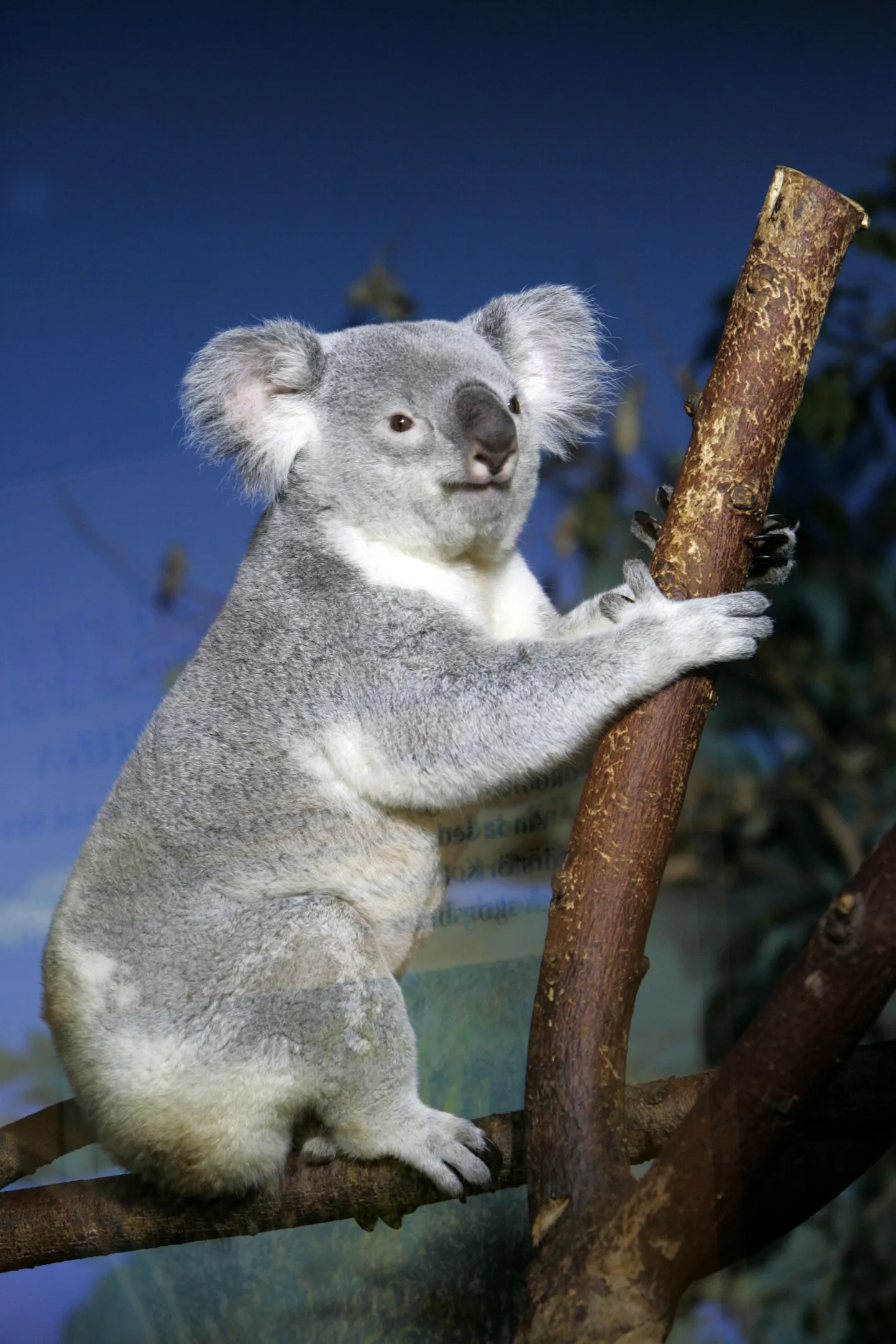 Koaala