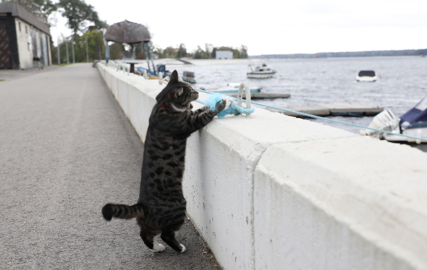 Kaķis uz Rīgas HES ūdenskrātuves Ikšķiles aizsargdambja .