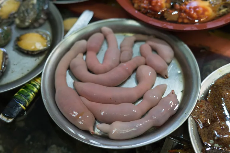 Urechis unicinctus rõngussid