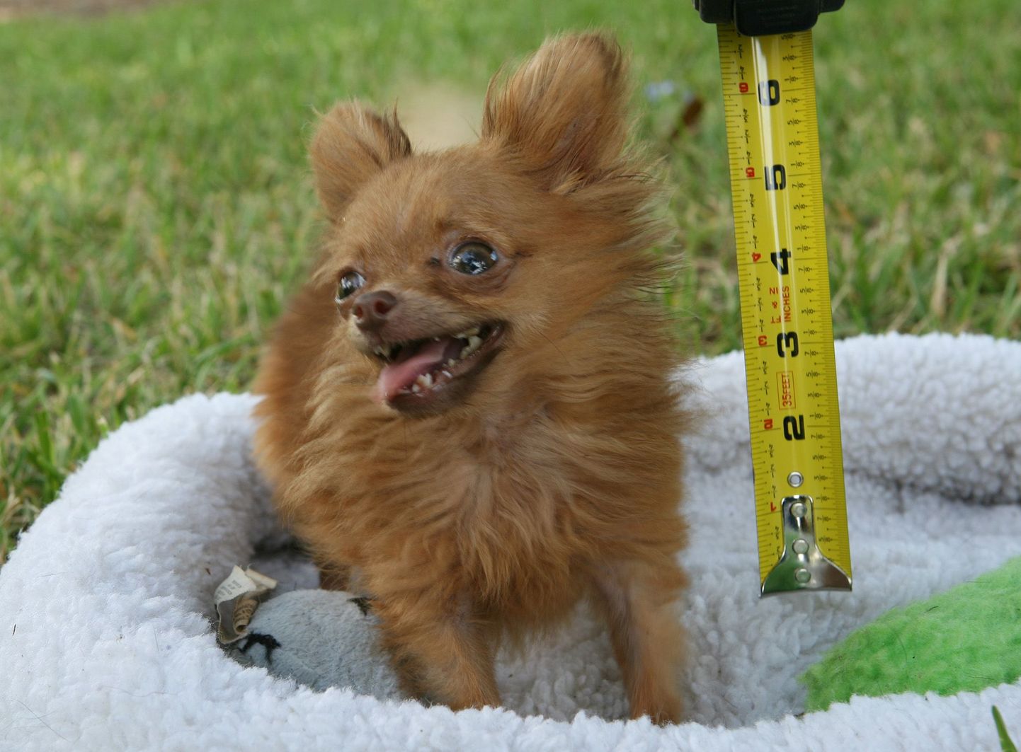 Chihuahua. Foto on illustreeriv
