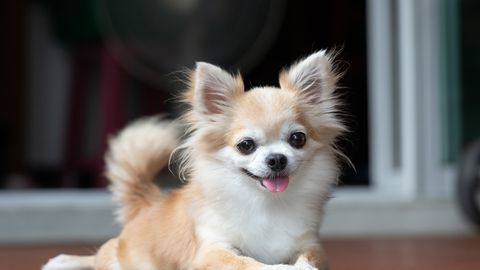 Kolm naist, üks chihuahua ja tapmisähvardus: kuidas kallist lemmikust sai kriminaalasi