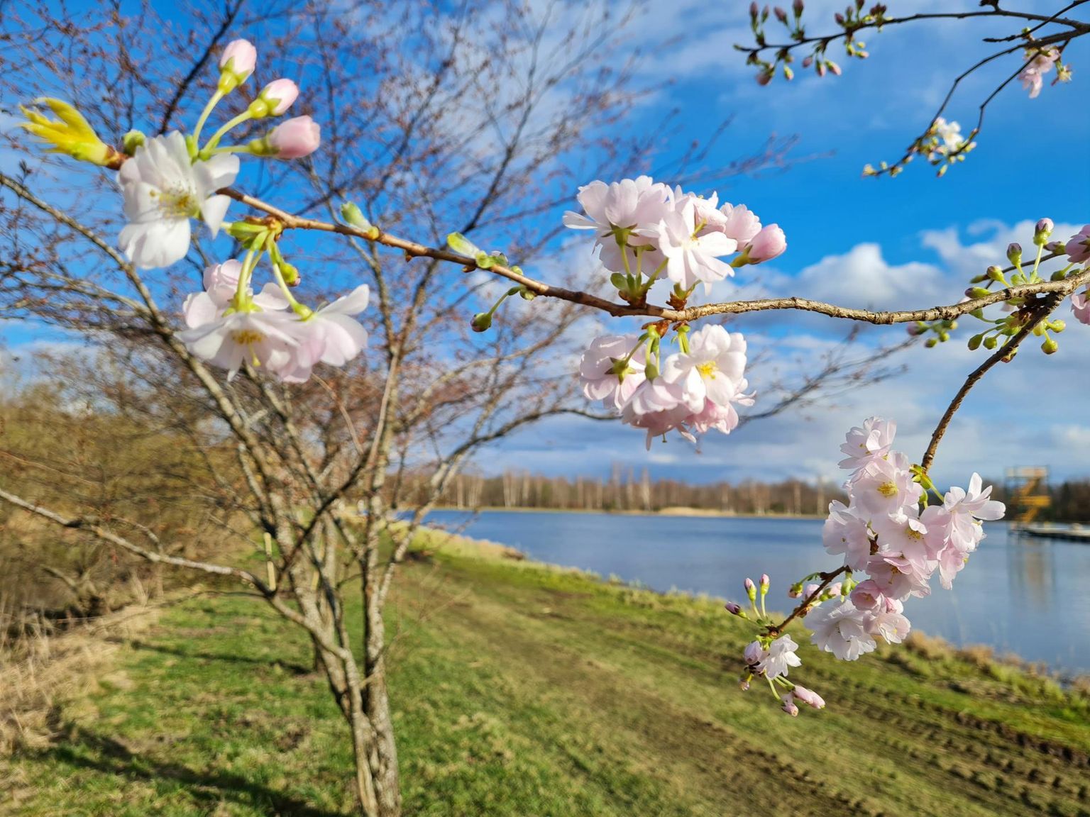 Kuigi suurema õiepeoni Türi järve ääres kulub veel päevi, võib esimesi kirsiõisi juba silmata. Need kuuluvad noortele istikutele, mis istutati allee täienduseks eelmisel nädalal.