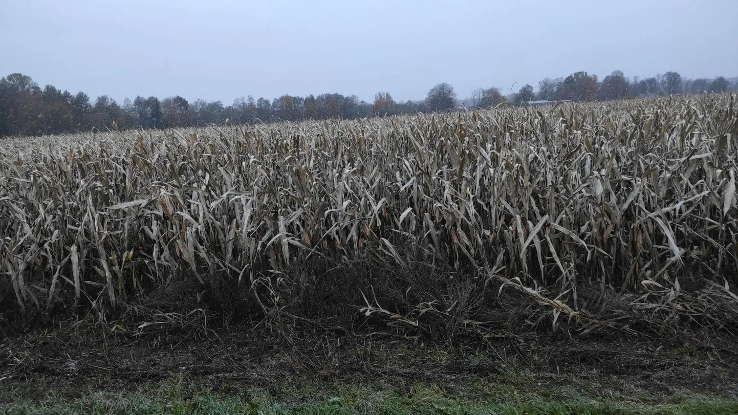 Sellist pruuni maisipõldu nähes võib tõesti tunduda, et põld on lihtsalt hukka läinud. Aga ei ole. Lähopäevil tuleb maisisilo siiski ära teha, sest õhutemperatuurid langevad aina enam miinustesse.