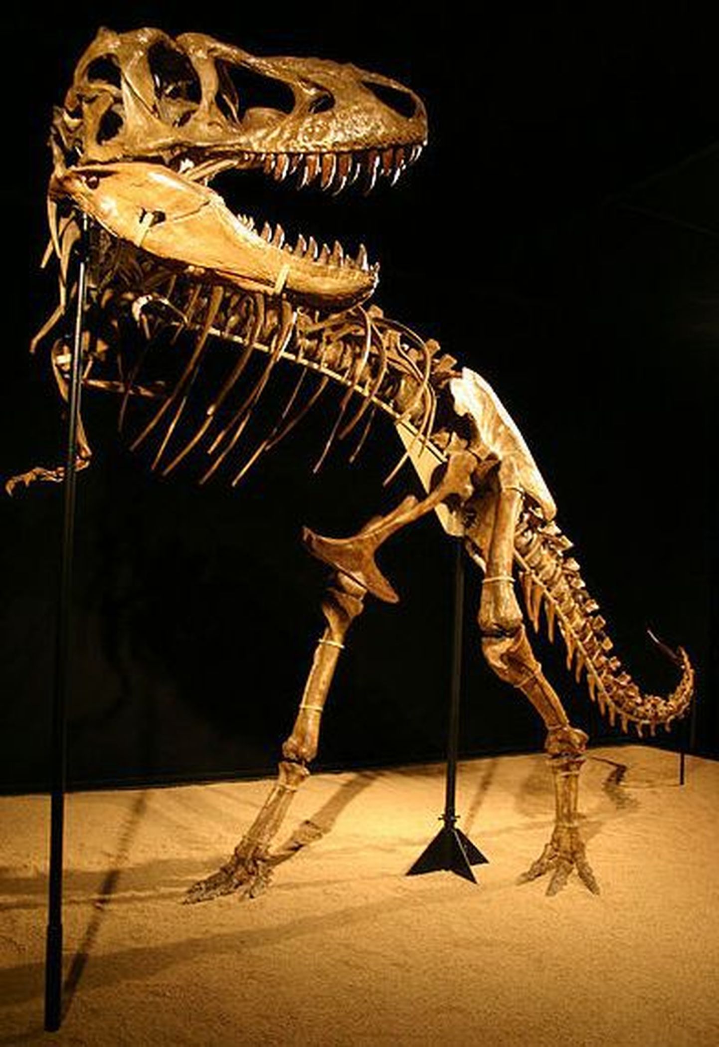 Türannosauruse skeleti eest maksti üle miljoni dollari
