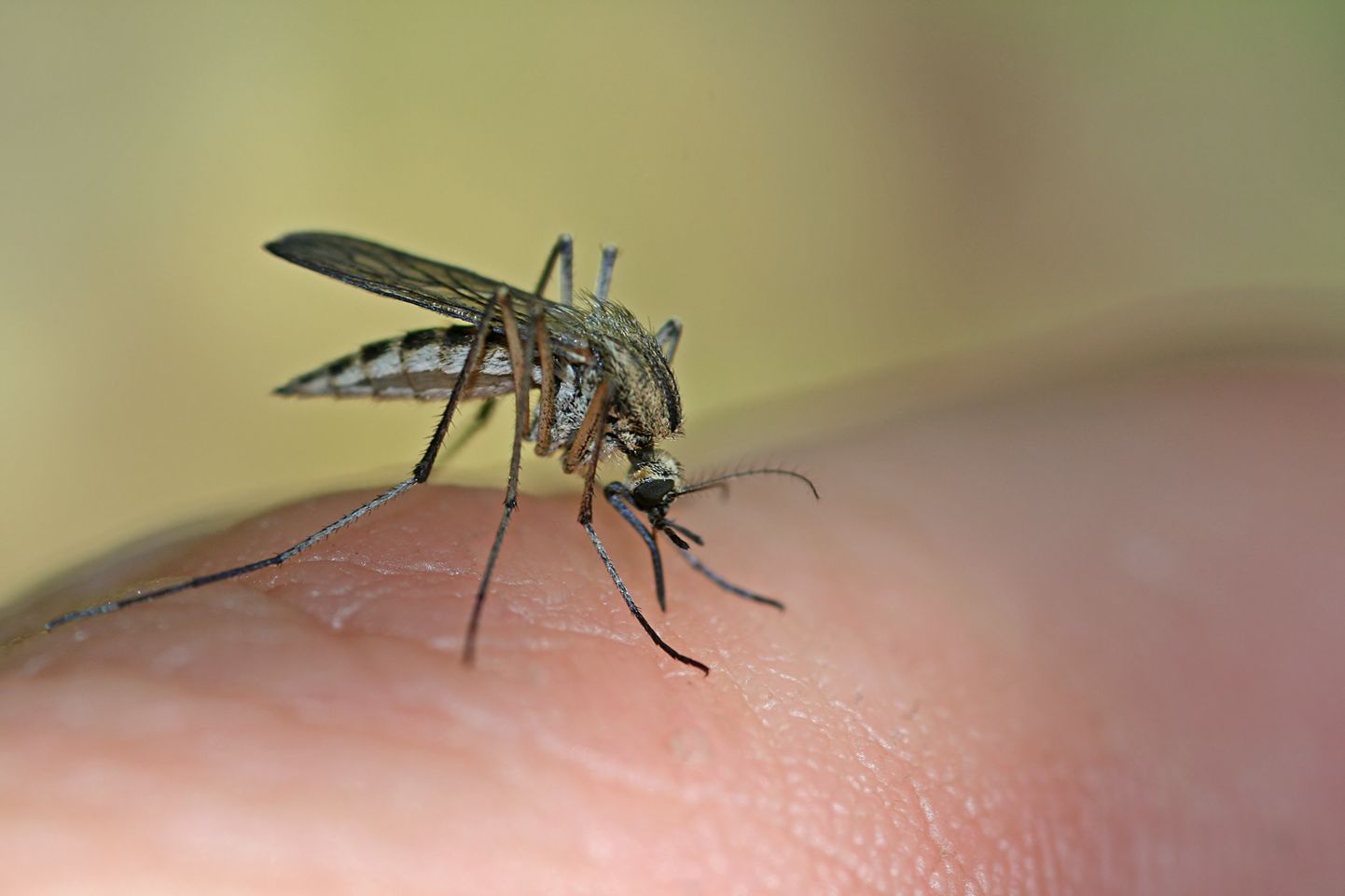 Лихорадка Западного Нила переносится комарами