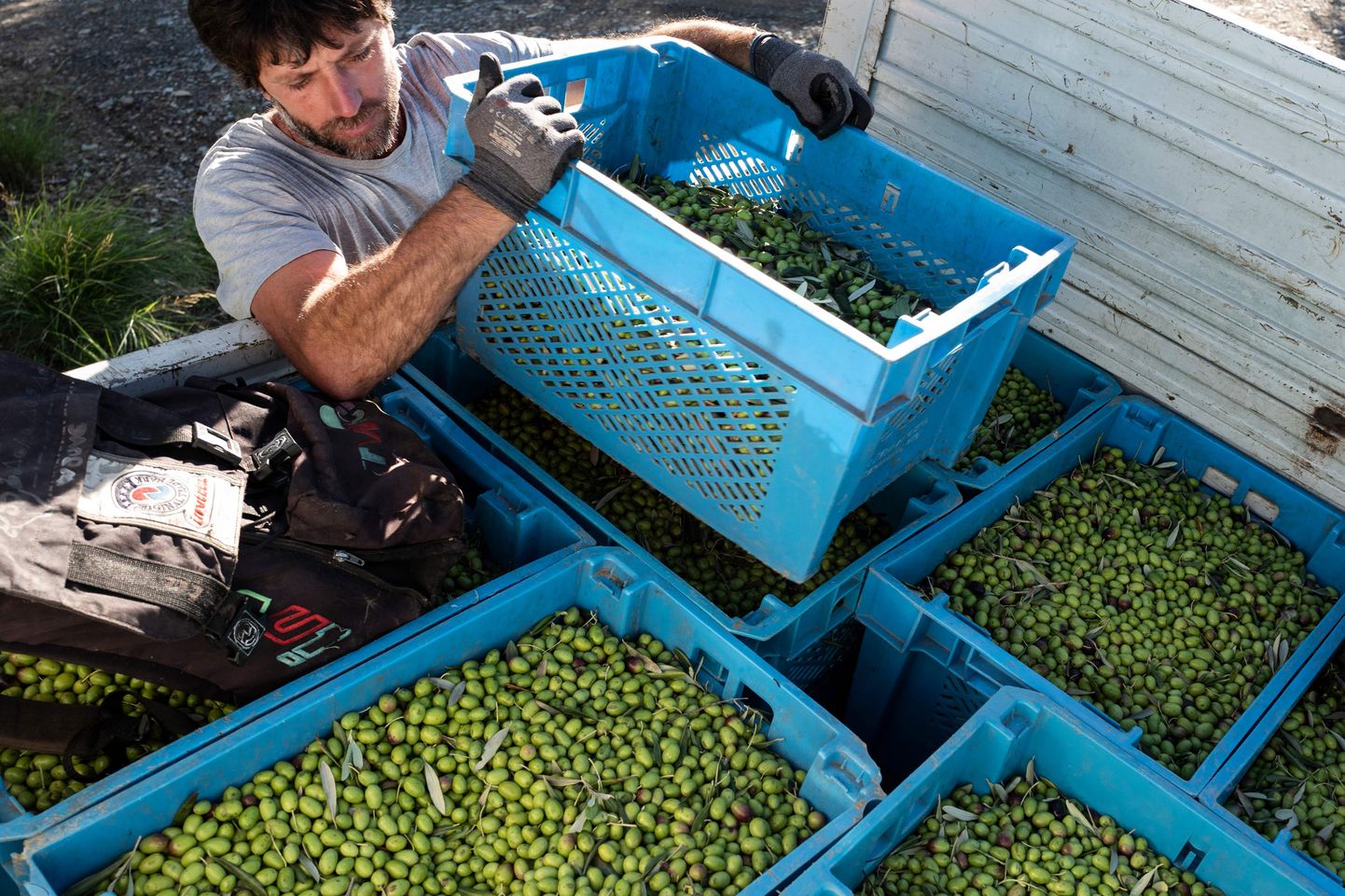 Põua tõttu on sel aastal oliiviõli hind tuntavalt kerkinud.
