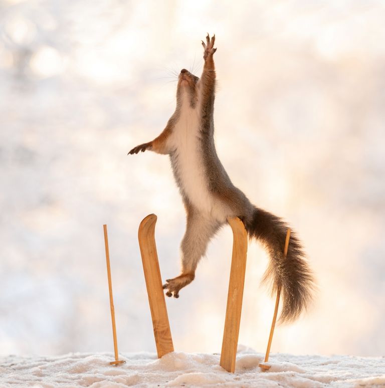Rootsi fotograaf Green Weggen asetab maha pisikesed asjad, näiteks suusapaari koos keppidega, ning ootab, kuni tema aias elavad oravad nendest huvi hakkavad tundma. Just siis hakkab ta neist pilte klõpsima, kuna tema sõnul on tulemused tihti hirmnaljakad.