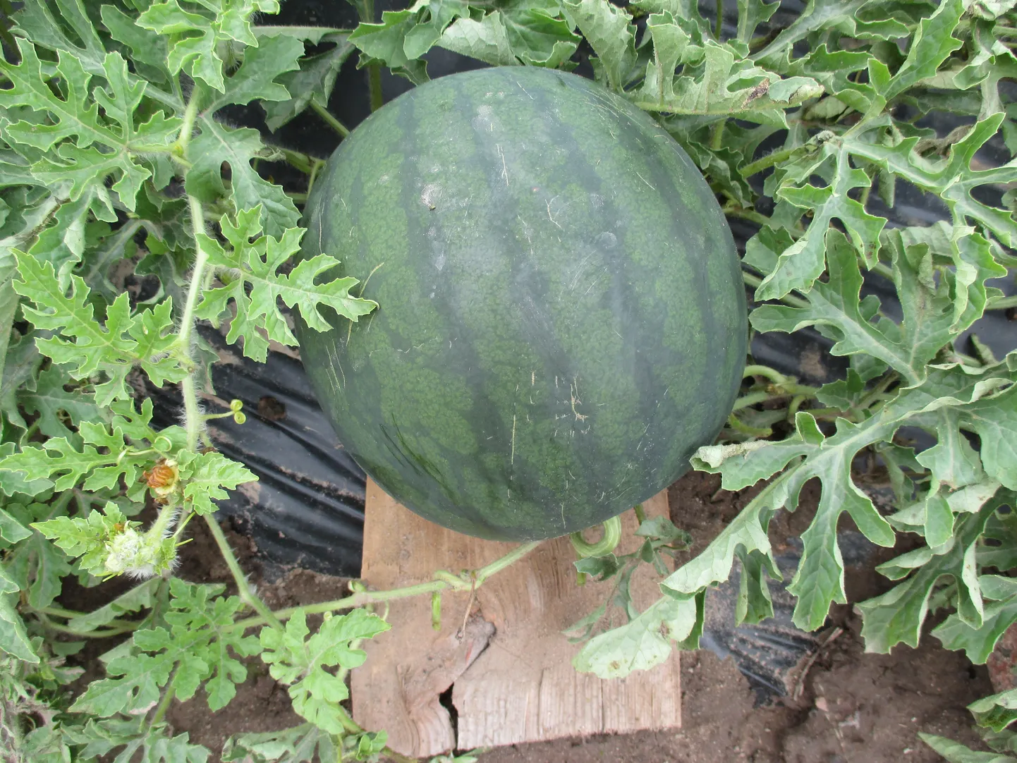 Artikli foto