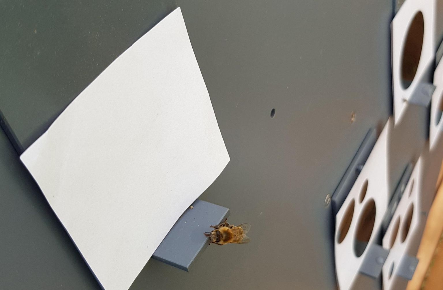Teadlased tõestasid kavala katsega, et mesilased on võimelised mõistma, et tühjal paberil on vähem laike kui mitme täpiga lehel. Avastus näitab, et ka ülipisike aju suudab hoomata keerukaid abstraktseid konstruktsioone.