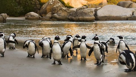 Mesilasparv tappis silmadesse nõelates 63 pingviini