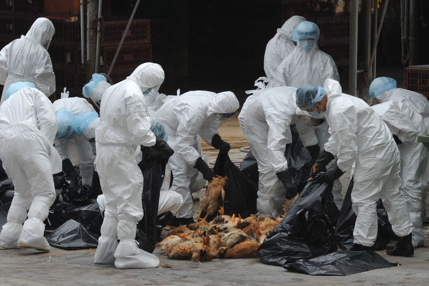 Töölised 21.detsembril Hong Kongis surnud linde kottidesse panemas. Hongis hukati 17 000 kana ja keelustati eluslindude import pärast seda, kui kolme kana H5N1 test osutus positiivseks.