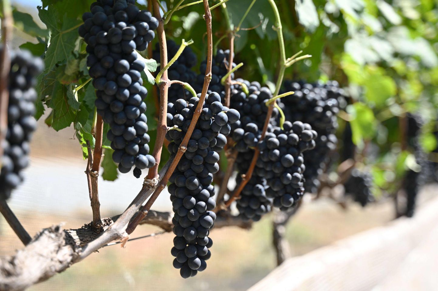 Syrah viinamarjad Villa Triacca viinamarjaistanduses
