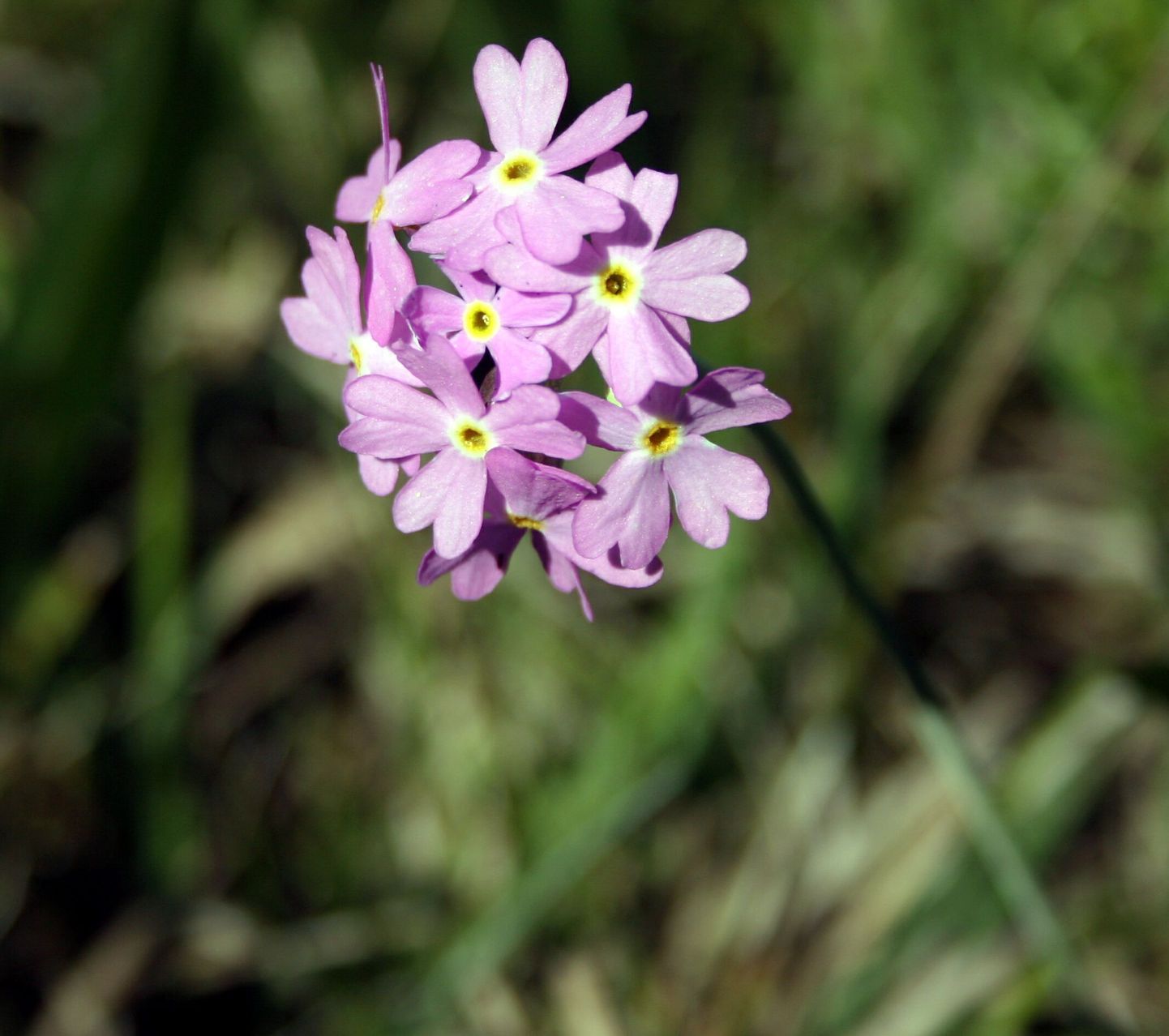 Eesti riigi juubeliaasta puhul kasutatakse vaid kohalikke lilli.